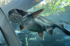 Poema del Mar Aquarium, Gran Canaria 74