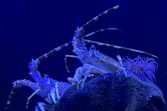 Poema del Mar Aquarium, Gran Canaria 85