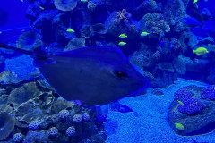 Poema del Mar Aquarium, Gran Canaria 88