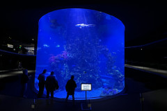 Poema del Mar Aquarium, Gran Canaria 91