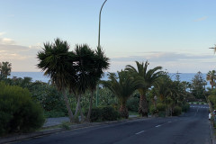 Puerto de la Cruz, Tenerife 43