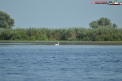 Rezervaţia Biosferei Delta Dunării Sulina 108