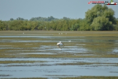 Rezervaţia Biosferei Delta Dunării Sulina 113