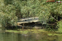 Rezervaţia Biosferei Delta Dunării Sulina 118