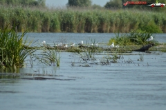 Rezervaţia Biosferei Delta Dunării Sulina 12