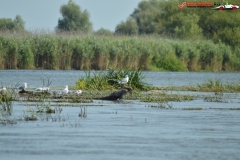Rezervaţia Biosferei Delta Dunării Sulina 13