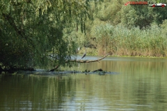 Rezervaţia Biosferei Delta Dunării Sulina 132
