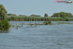 Rezervaţia Biosferei Delta Dunării Sulina 14