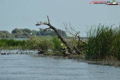 Rezervaţia Biosferei Delta Dunării Sulina 15