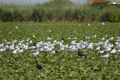 Rezervaţia Biosferei Delta Dunării Sulina 151