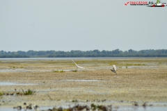 Rezervaţia Biosferei Delta Dunării Sulina 153