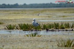 Rezervaţia Biosferei Delta Dunării Sulina 154