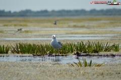 Rezervaţia Biosferei Delta Dunării Sulina 155