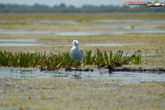 Rezervaţia Biosferei Delta Dunării Sulina 156