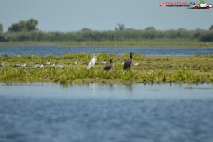 Rezervaţia Biosferei Delta Dunării Sulina 157