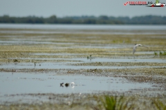 Rezervaţia Biosferei Delta Dunării Sulina 159