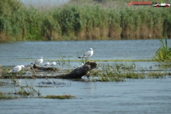 Rezervaţia Biosferei Delta Dunării Sulina 16