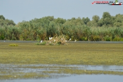Rezervaţia Biosferei Delta Dunării Sulina 160