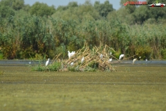 Rezervaţia Biosferei Delta Dunării Sulina 161