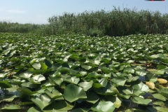 Rezervaţia Biosferei Delta Dunării Sulina 162