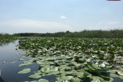 Rezervaţia Biosferei Delta Dunării Sulina 163