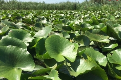 Rezervaţia Biosferei Delta Dunării Sulina 164