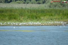 Rezervaţia Biosferei Delta Dunării Sulina 166