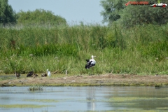 Rezervaţia Biosferei Delta Dunării Sulina 167