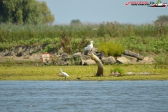 Rezervaţia Biosferei Delta Dunării Sulina 168