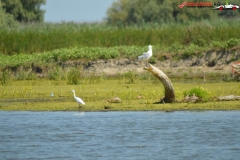 Rezervaţia Biosferei Delta Dunării Sulina 169