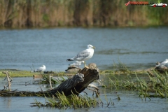 Rezervaţia Biosferei Delta Dunării Sulina 17