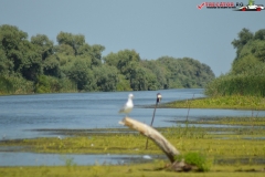 Rezervaţia Biosferei Delta Dunării Sulina 170