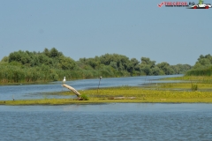 Rezervaţia Biosferei Delta Dunării Sulina 171