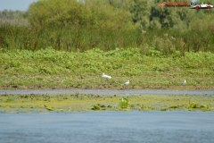 Rezervaţia Biosferei Delta Dunării Sulina 172