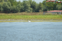 Rezervaţia Biosferei Delta Dunării Sulina 173