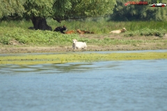 Rezervaţia Biosferei Delta Dunării Sulina 174