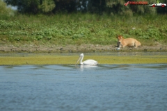 Rezervaţia Biosferei Delta Dunării Sulina 175