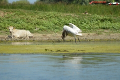 Rezervaţia Biosferei Delta Dunării Sulina 176