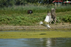 Rezervaţia Biosferei Delta Dunării Sulina 177