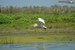 Rezervaţia Biosferei Delta Dunării Sulina 178