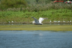 Rezervaţia Biosferei Delta Dunării Sulina 179