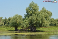 Rezervaţia Biosferei Delta Dunării Sulina 182