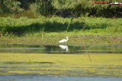 Rezervaţia Biosferei Delta Dunării Sulina 186