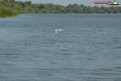 Rezervaţia Biosferei Delta Dunării Sulina 190