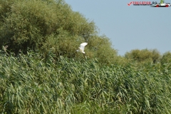 Rezervaţia Biosferei Delta Dunării Sulina 192