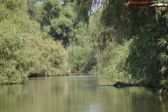 Rezervaţia Biosferei Delta Dunării Sulina 196