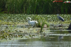 Rezervaţia Biosferei Delta Dunării Sulina 20