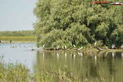 Rezervaţia Biosferei Delta Dunării Sulina 200