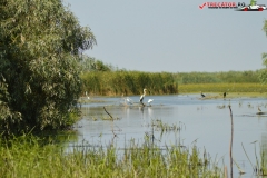 Rezervaţia Biosferei Delta Dunării Sulina 201