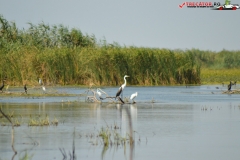 Rezervaţia Biosferei Delta Dunării Sulina 202